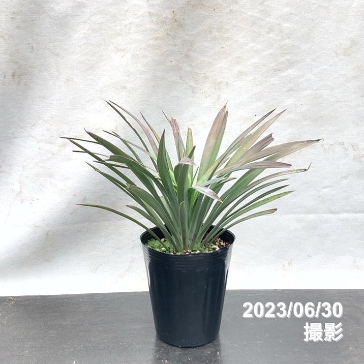 観葉・多肉,ユッカの購入なら赤塚植物園オンライン 花の音｜花苗