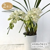 テーブルシンビジューム 黄色系 3本立アーチ 5号 ※お届けに10日程度