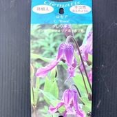 クレマチス アーマンディ系 アップルブロッサム 5号｜草花10-TU | 草花