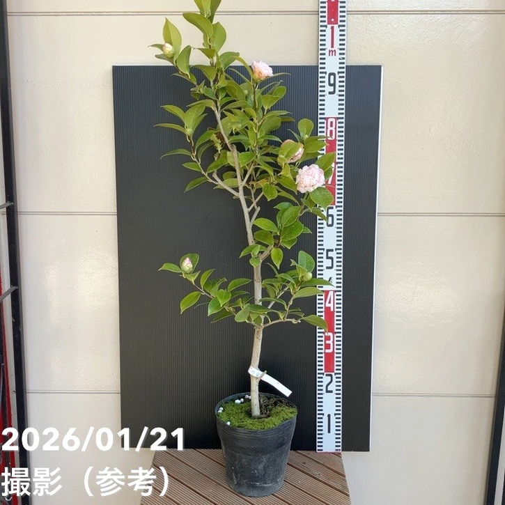 現品お届け】椿 ツバキ 6号 楼蘭花 MN12［こだわりの前田ナーセリー苗
