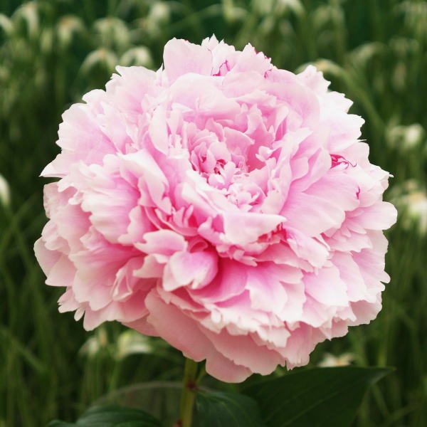 芍薬 シャクヤク 7号 サラベルナール｜草花04-PA | 草花,芍薬・牡丹
