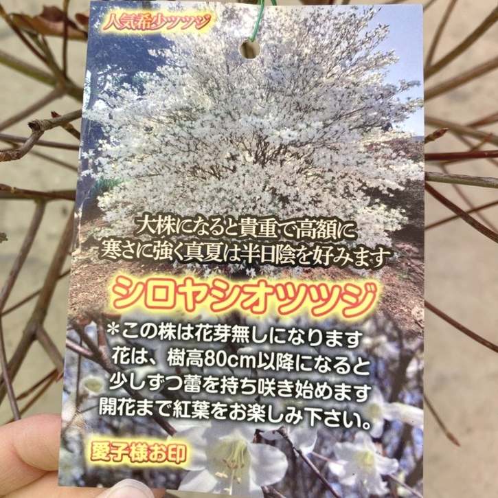 希少ツツジ シロヤシオツツジ 根巻き苗｜花木04-PA | 花木・庭木