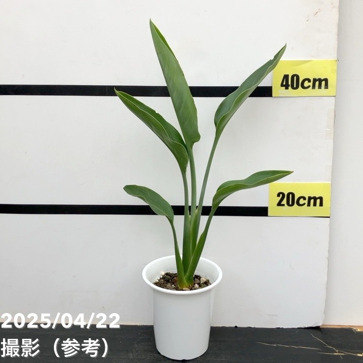 ストレリチア レギネ 4号｜観葉10-TU | 観葉・多肉 | 赤塚植物園
