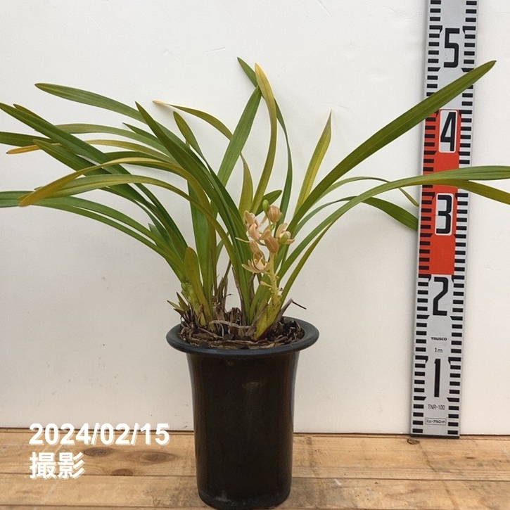 花芽2個以上＞キンリョウヘン 5号（白花）｜ミツバチ蘭｜洋蘭10-TU