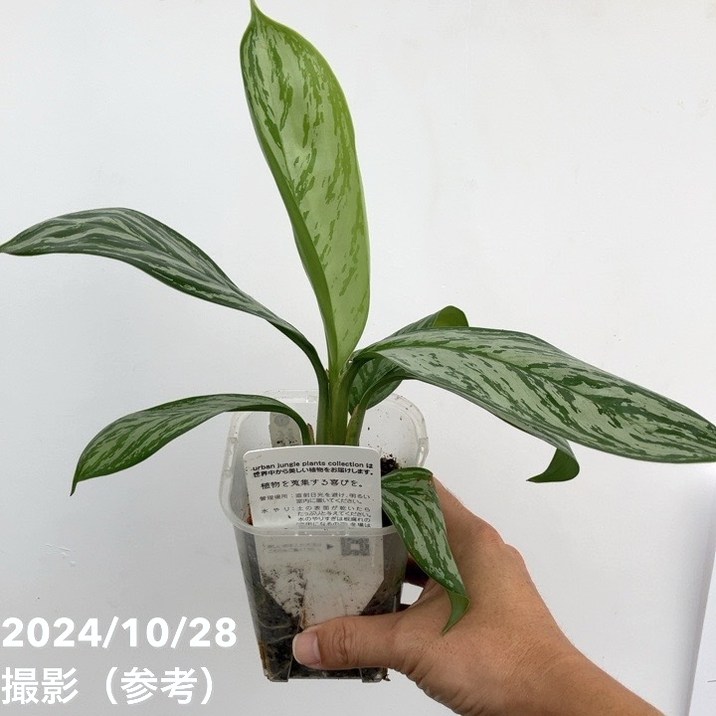現品お届け】アグラオネマ ニティドゥム カーティシー Aglaonema