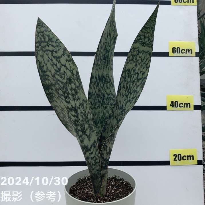 現品お届け】サンスベリア 7号 アブリティアナ 白プラ鉢仕様（S96