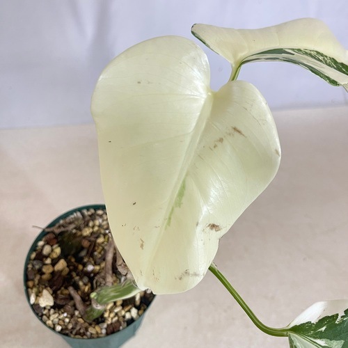 モンステラ ホワイトタイガー 4号スリット鉢 個体C｜芳樹園オンライン