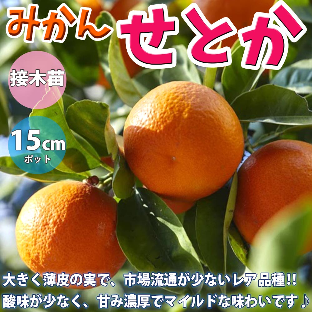 みかんの苗木 せとか【果樹苗 2年生 接木苗15cmポット／1個】｜ 【植物