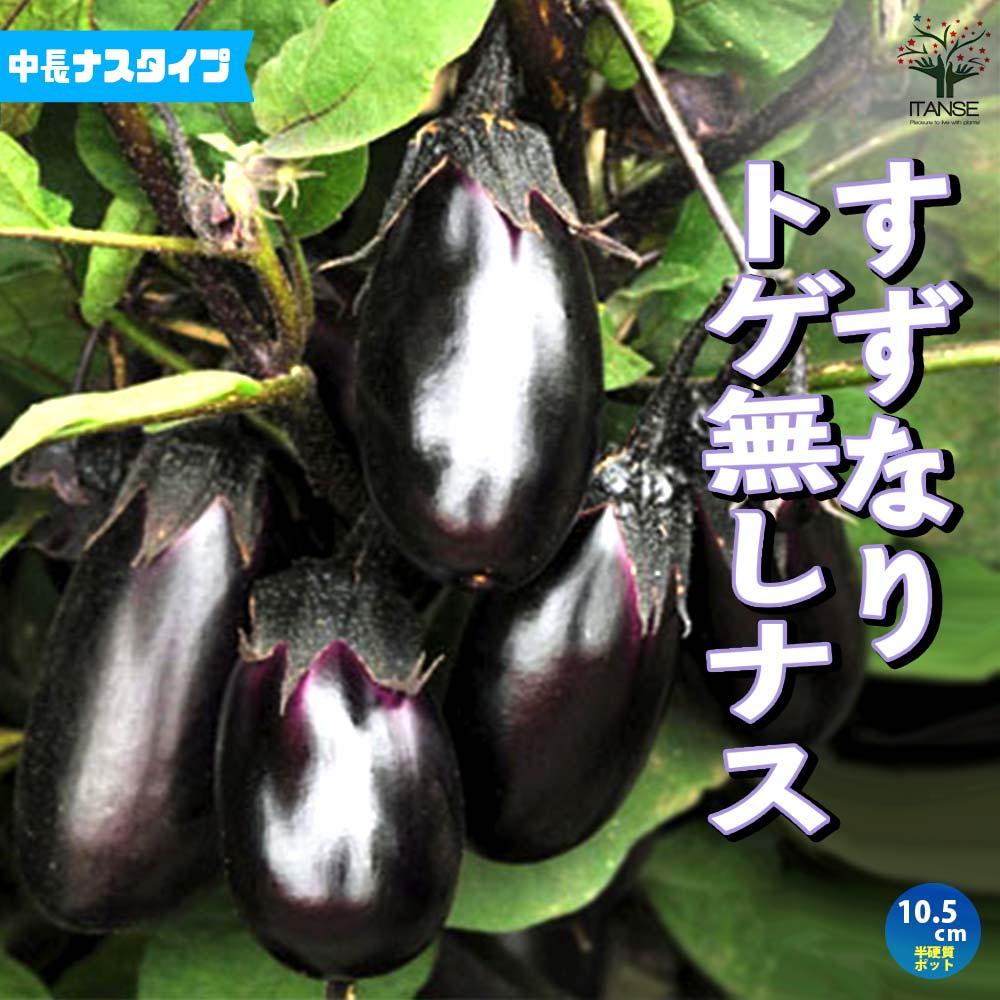 すずなりとげ無しなすの苗(中長ナスタイプ)2個～【野菜苗 9cmポット自