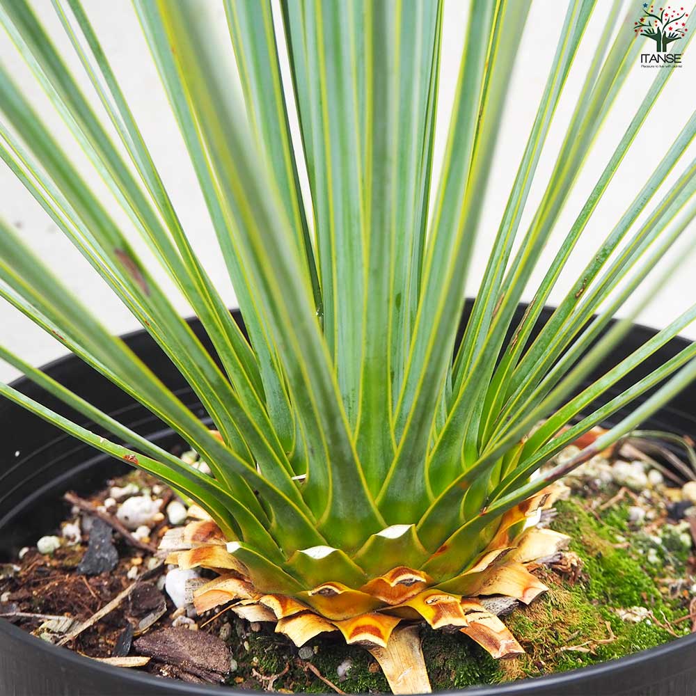 ユッカ ☆ 観葉植物 ☆ ユッカ ロストラータ Ⅰ- ① ロストラータ観葉