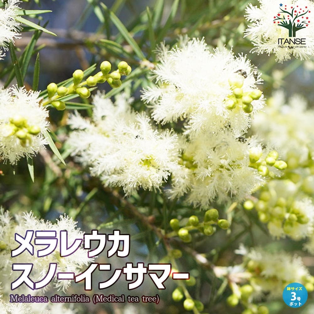 メラレウカ・スノーインサマー【庭木 3号ポット 庭園樹木・ハーブ