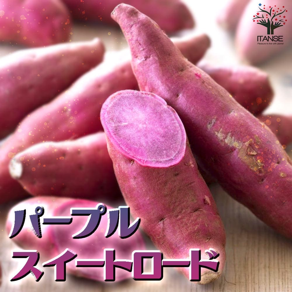 パープルスイートロード【訳ありサイズ見計い】さつまいも 岡山県産 秋