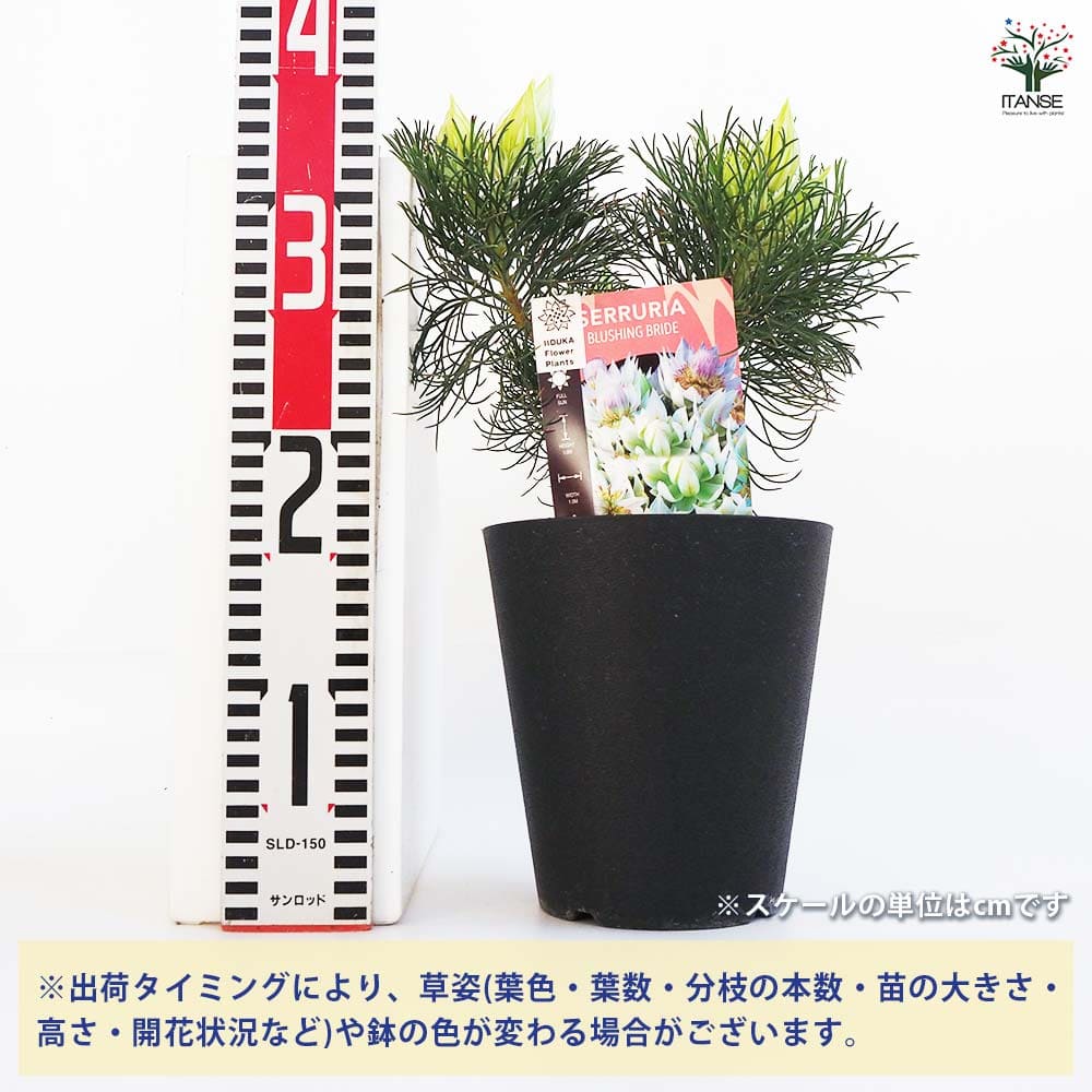ジョーイセルリア ブラッシングブライト 【花木苗 5号鉢／1個売り