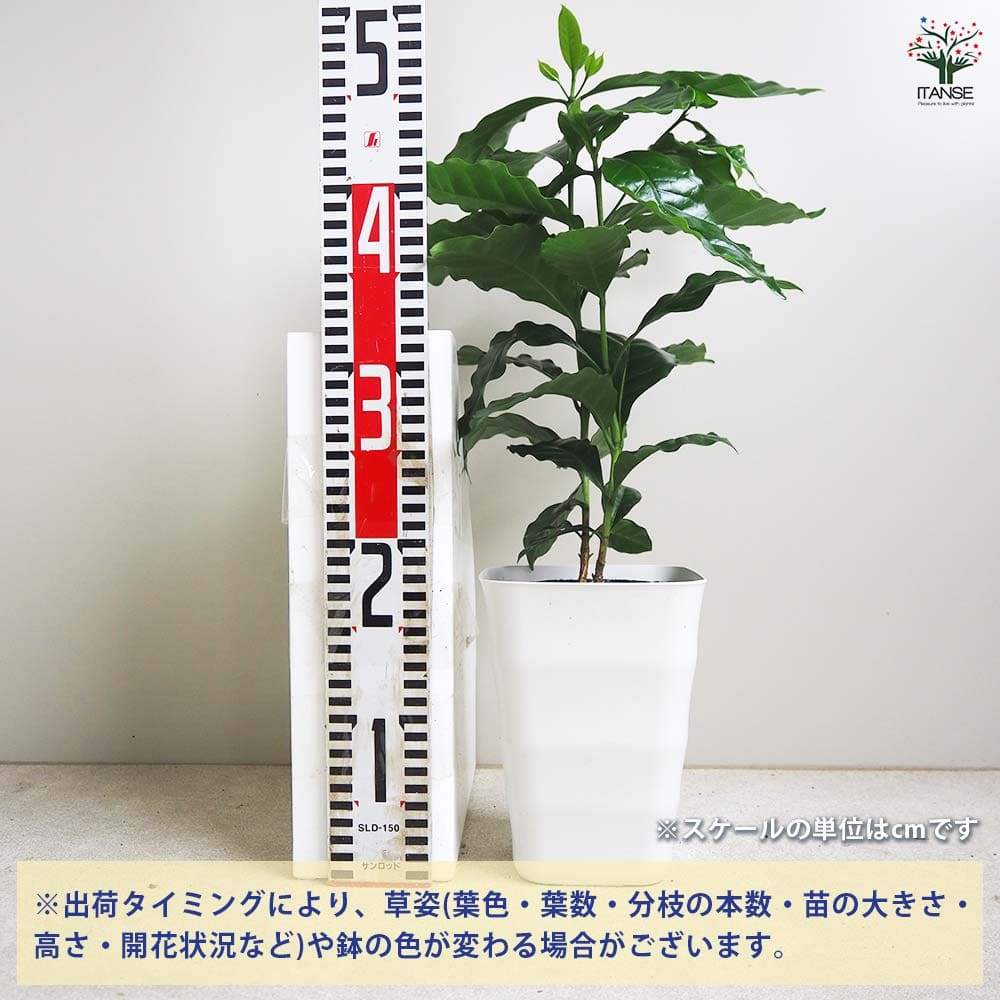 コーヒーの木 【果樹の苗木 5号鉢／1個売り】｜ 【植物のITANSE