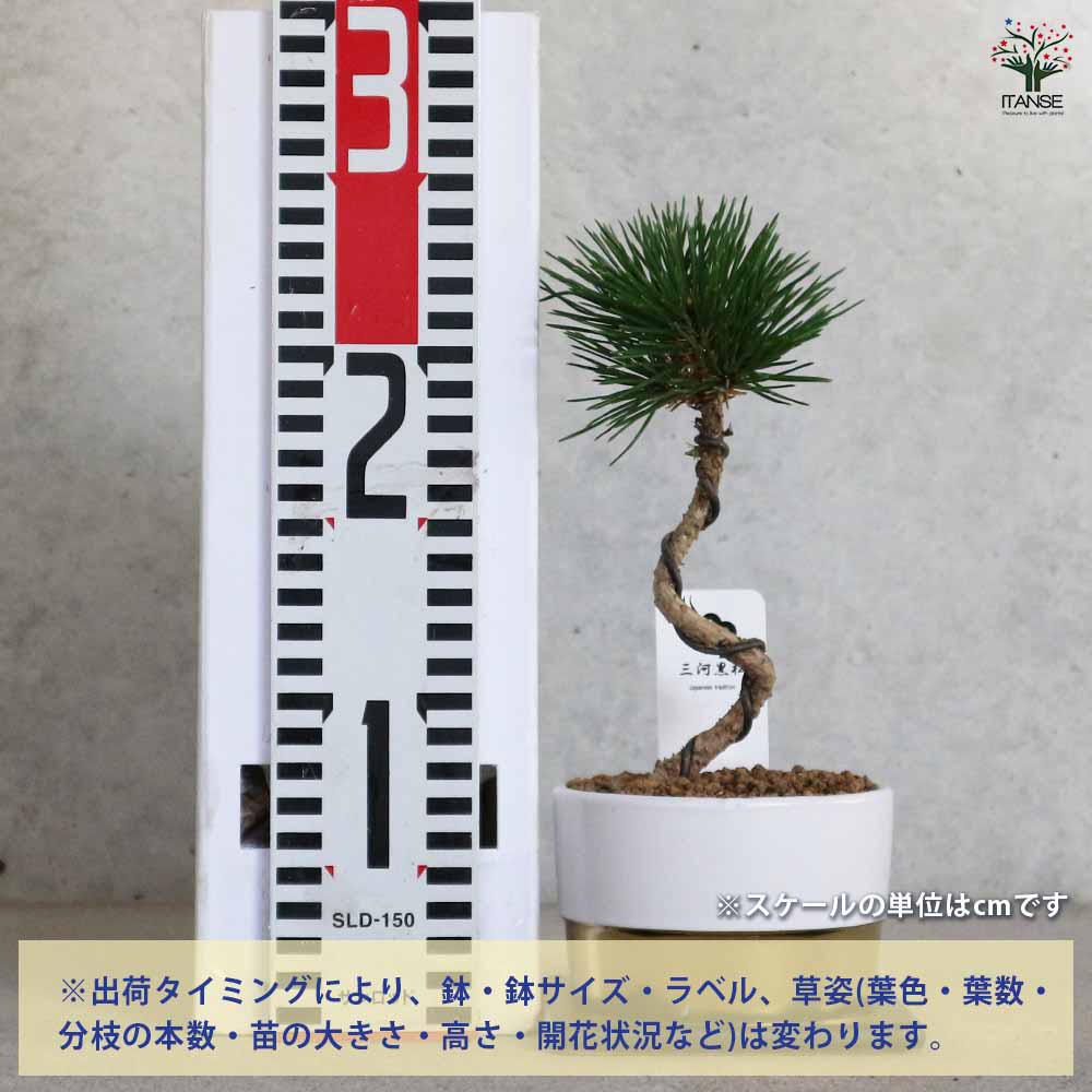 三河盆栽 カエデ 盆栽 三河盆栽 カエデ 盆栽 【公式通販】