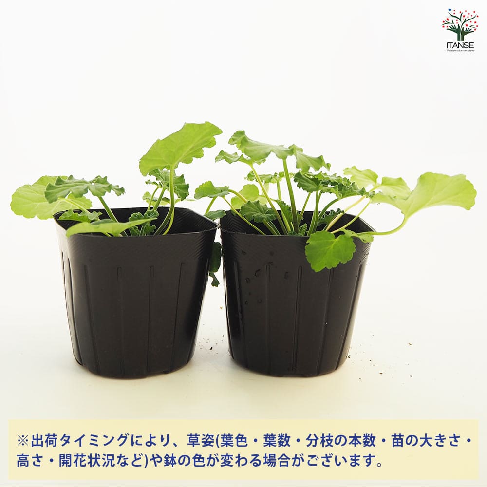 ゼラニウム アップル 【ハーブの苗 3号】｜ 【植物のITANSE