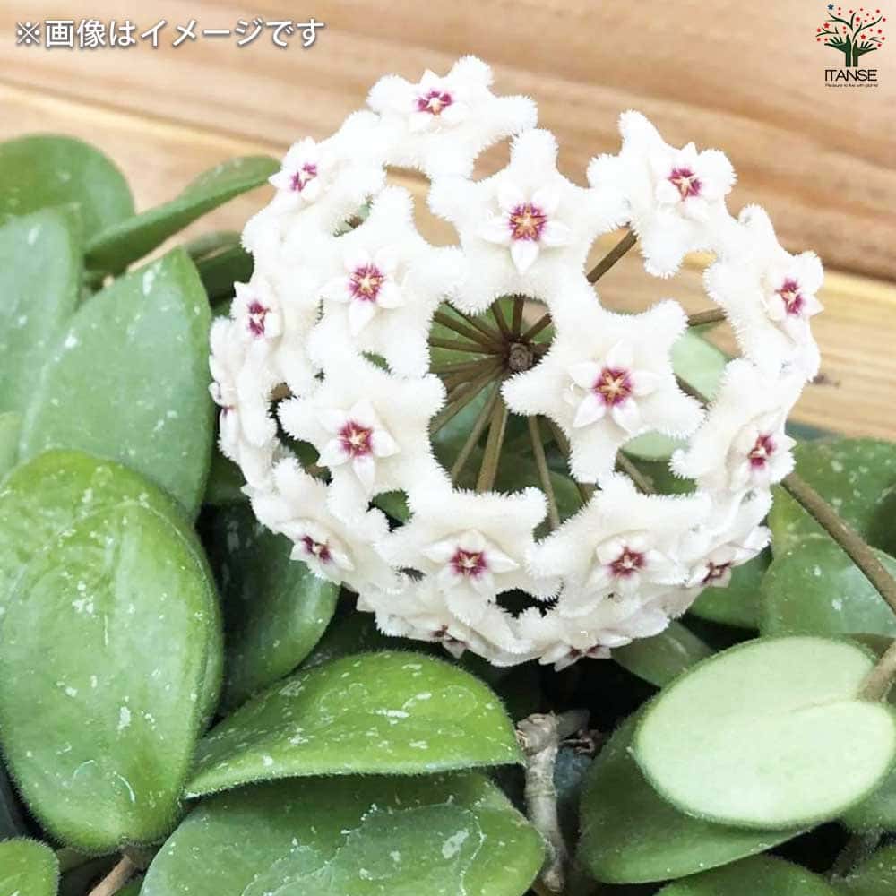 ホヤ (桜ラン) マチルダ【観葉植物 吊鉢4号鉢】｜ 【植物の