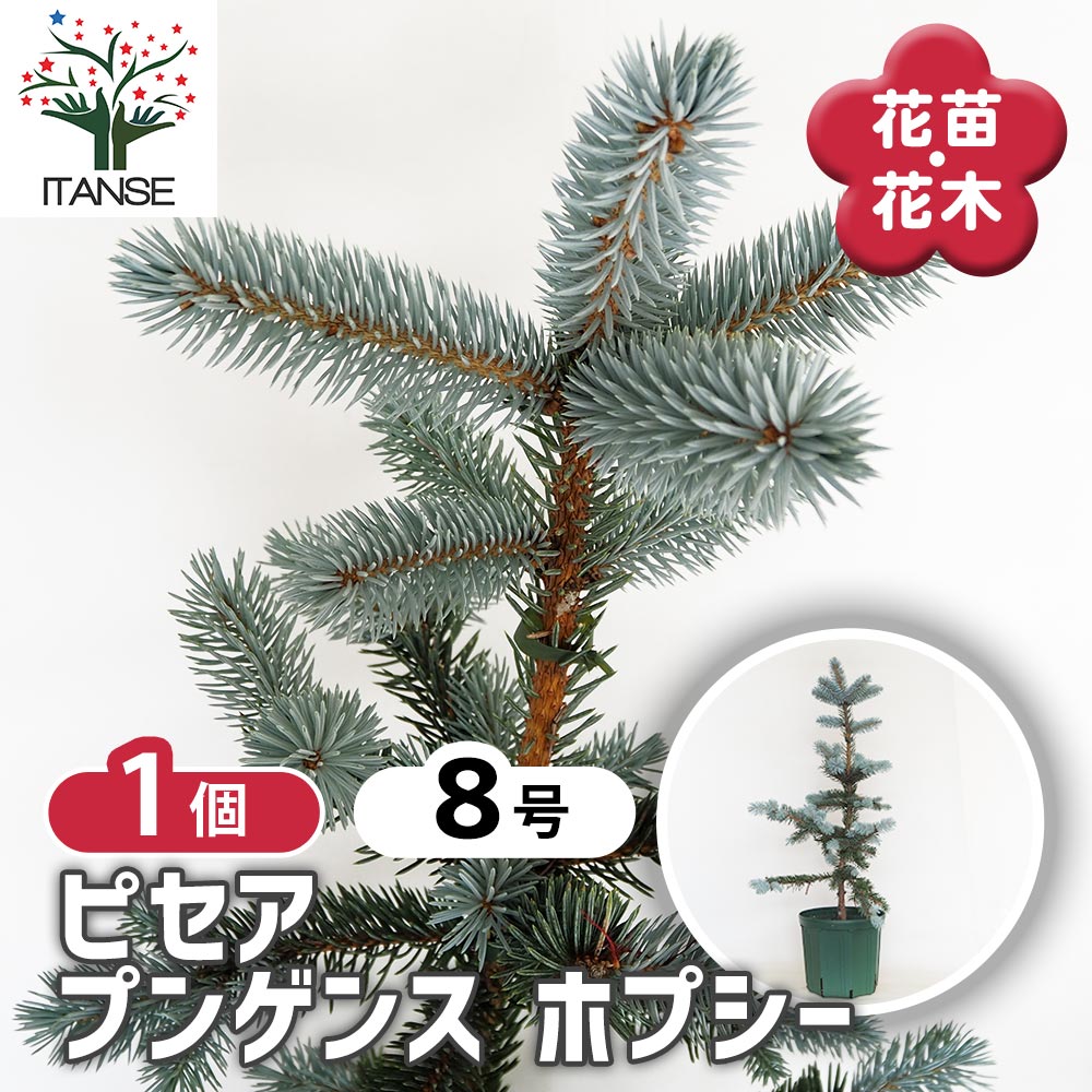 ピセア プンゲンス ホプシー 【花木苗 8号／1個売り】｜ 【植物の