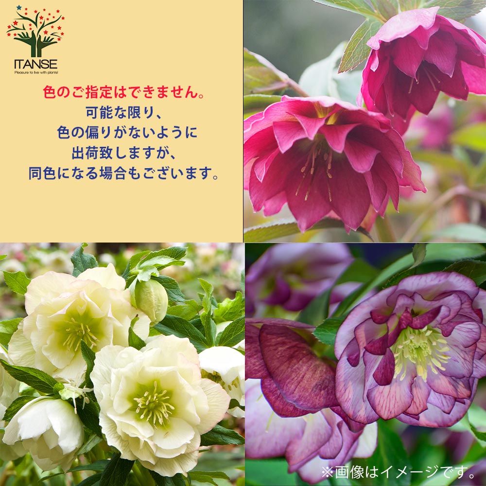 クリスマスローズ ”ダブル咲き” 色ミックス2個～【花苗 4号ポット苗