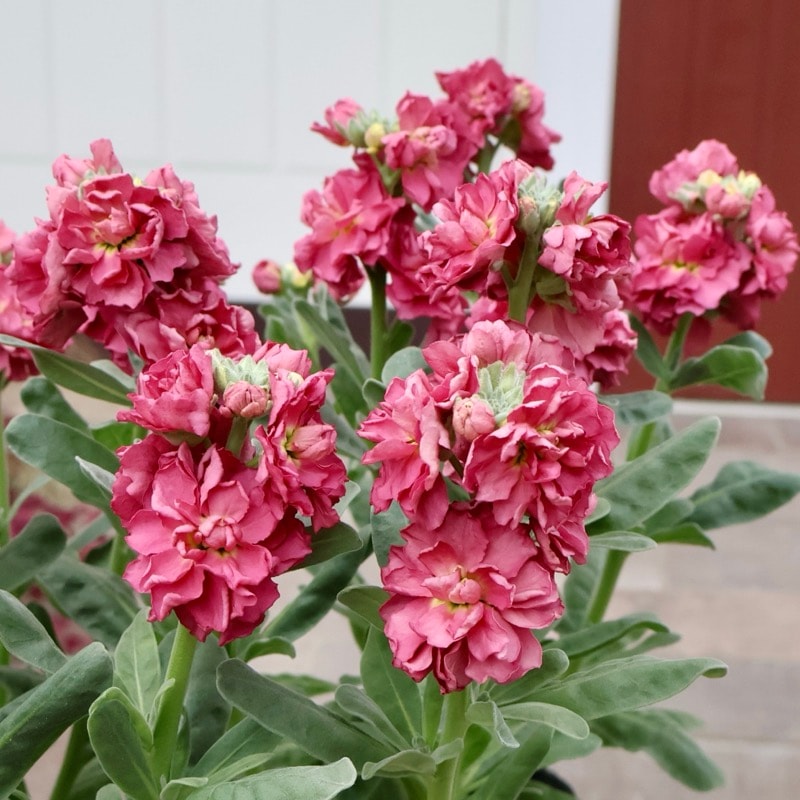 八重咲ストック｜分岐性も花立ちも抜群の品種｜ネット通販ショップ～風