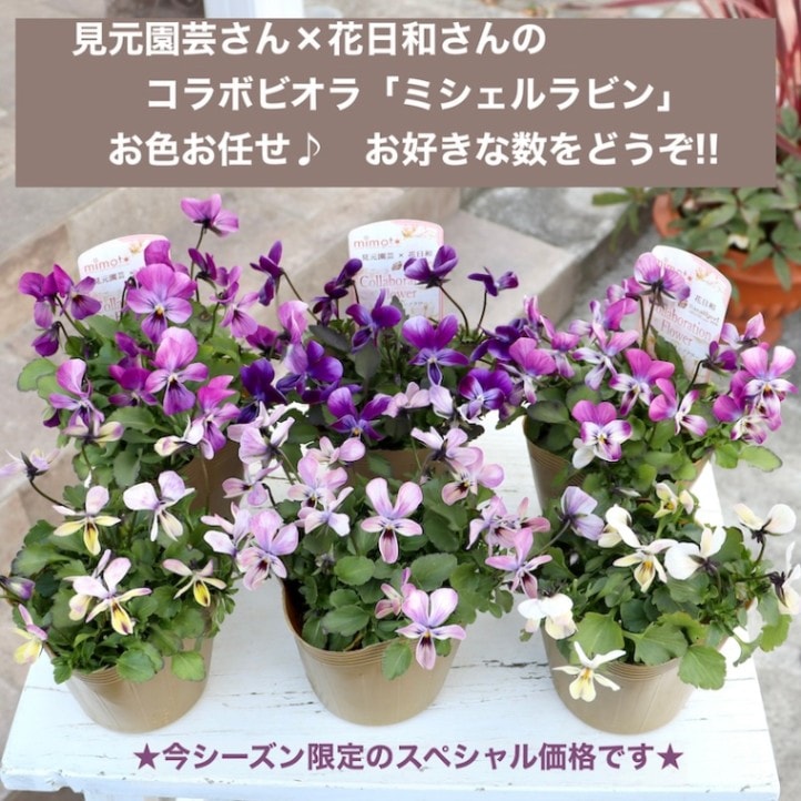 今回限りのスペシャル価格】見元園芸さん×花日和さんのコラボビオラ