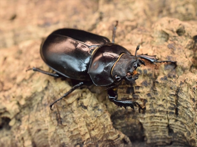 ユダイクスミヤマクワガタ86mmペア | 外国産クワガタ 成虫 | 極