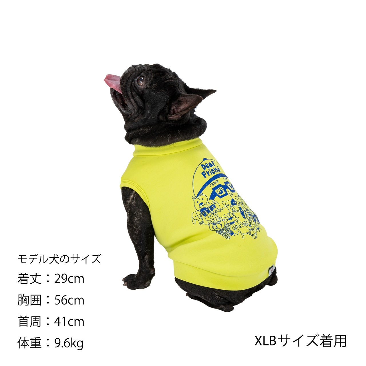 Chi-bee CARDBORD KNIT | WEAR | 犬服 MANDARINE BROTHERS マンダリン