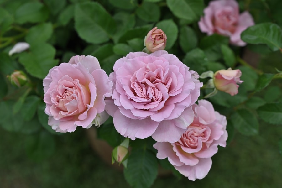 カフェ（大苗）7号鉢植え バラ苗 四季咲き中輪房咲き系（フロリバンダ