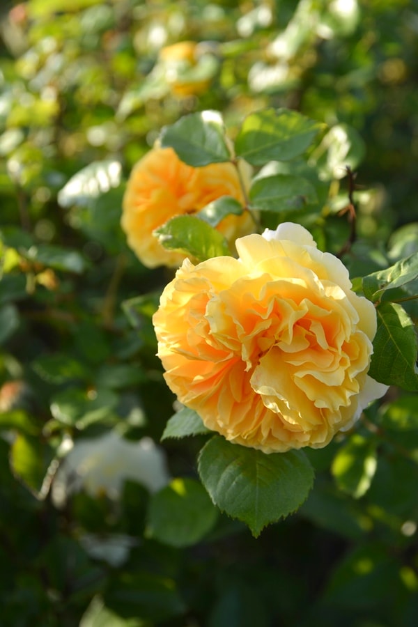 バラ苗 Roses,樹形や花色・花の大きさから選ぶ | バラとハーブの専門