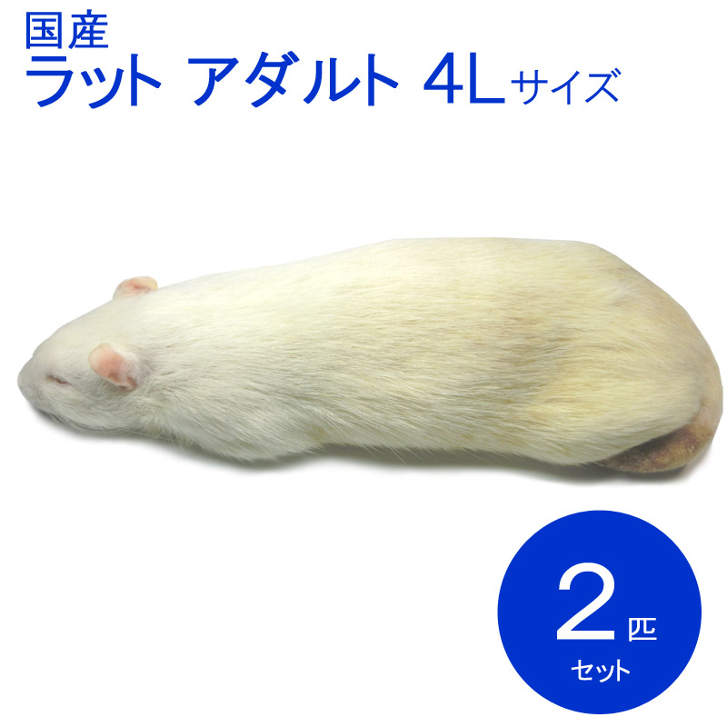 冷凍ラット アダルト4L 2匹 RA4L 国産 SAafrm | 冷凍ラット,アダルト