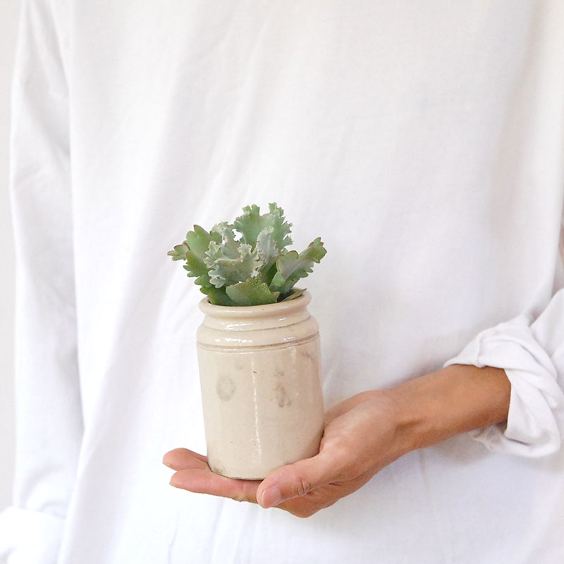 Kalanchoe カーニバル x antique pot | 多肉植物の専門店 solxsol