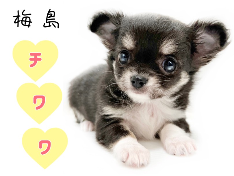 美品 Kate spade 長財布 ブラック 犬 チワワ 犬 可愛い 美品 Kate