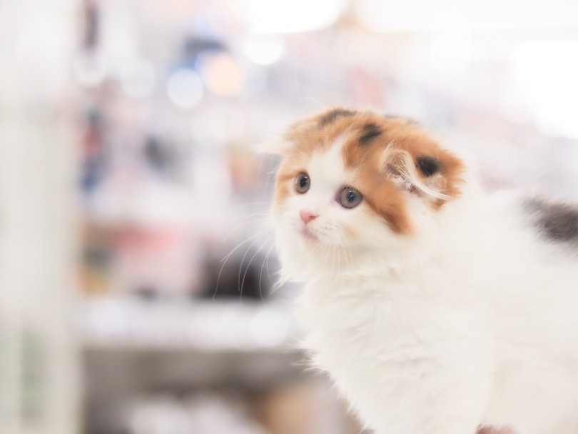 スコティッシュフォールド】超プレミアム！パーフェクトすぎる三毛猫