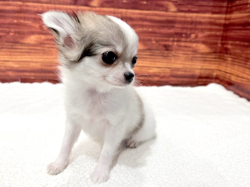 チワワ 】両親共に2kg台前半！手乗りサイズの小さめチワワちゃん