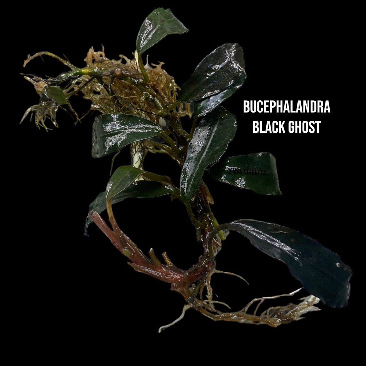 Bucephalandra Black Ghost — Mastah Betta