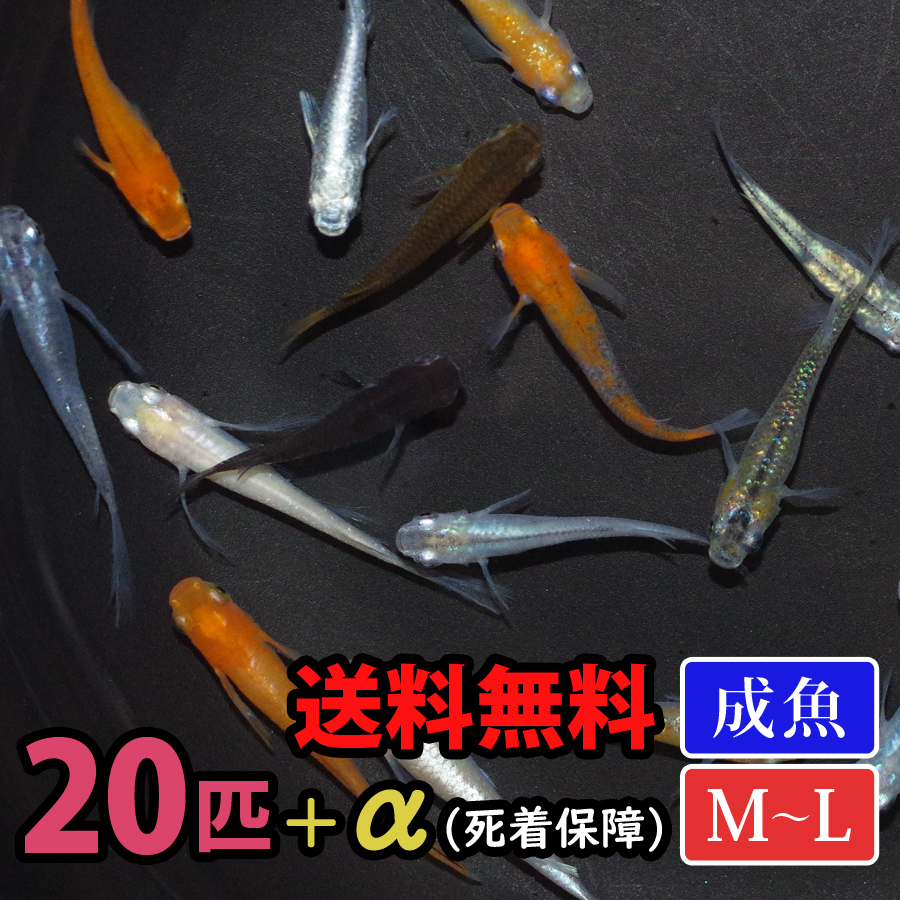 厳選メダカミックス （M～Lサイズ） 10匹+α 送料無料(一部地域除く