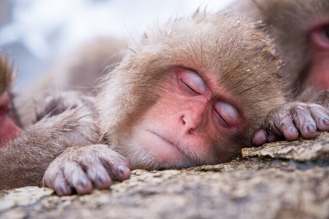 1-Day Winter Tour From Nozawa Onsen: Snow Monkeys, Zenko-ji Temple