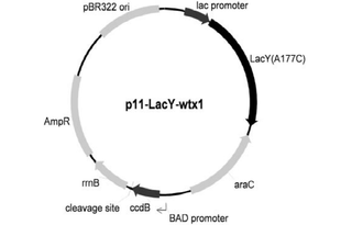 Addgene: p11-LacY-wtx1