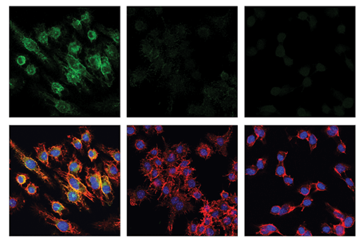CD16/CD32 (2.4G2) Rat Monoclonal Antibody (IF Formulated) | Cell