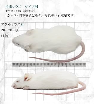 Amazon | ZAZOO 冷凍マウス アダルトM 10匹 20〜28g 約8.5cm 真空個別