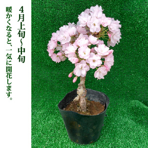 Amazon.co.jp: サクラ 苗木 一才桜 旭山 12cmポット 桜 sakura