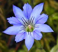 ハルリンドウ Gentiana thunbergii リンドウ科 Gentianaceae リンドウ