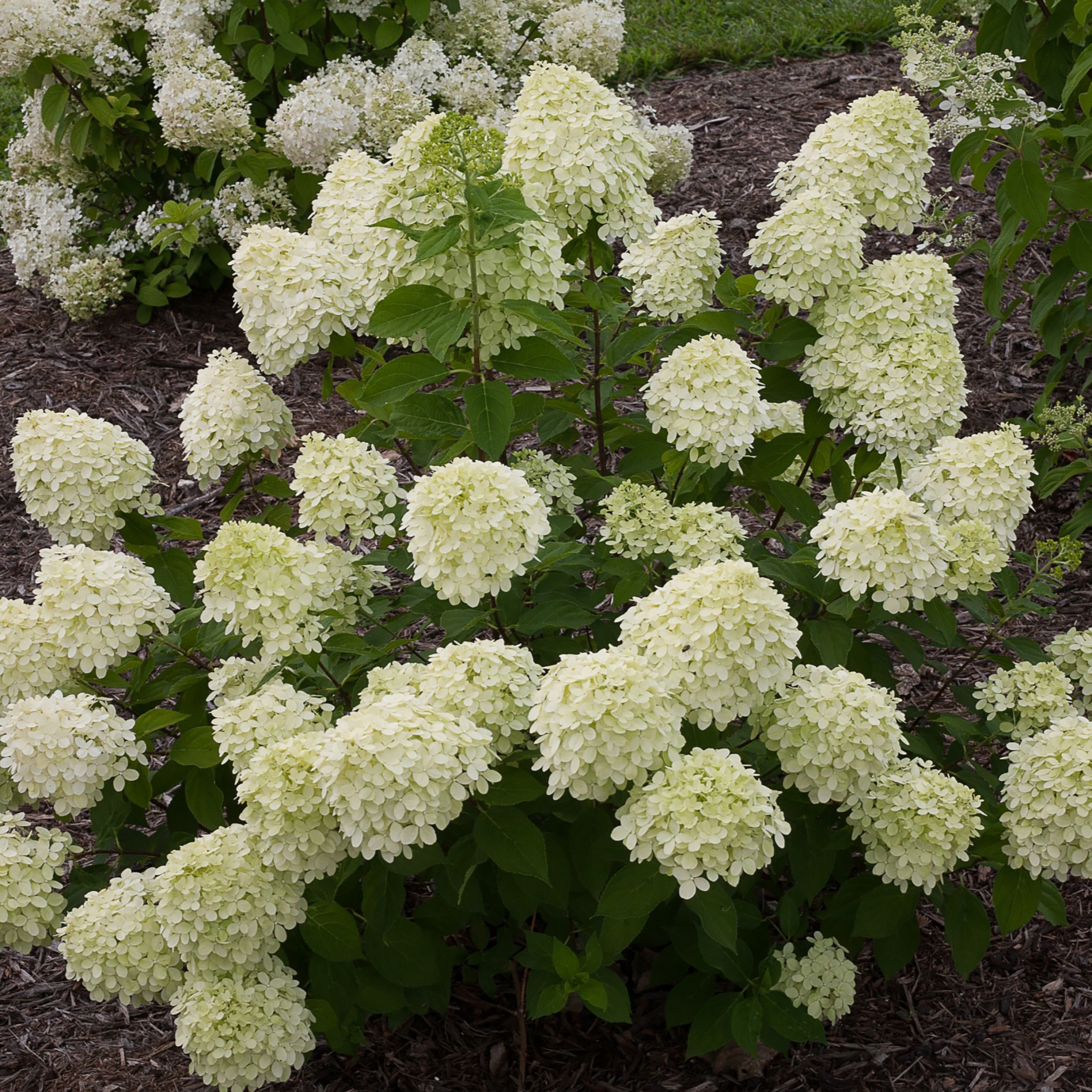 Proven Winners Multicolor Little Lime Panicle Hydrangea