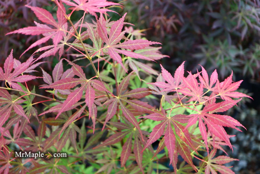 Buy Acer sieboldianum 'Ingolstadt' Japanese Maple — Mr Maple