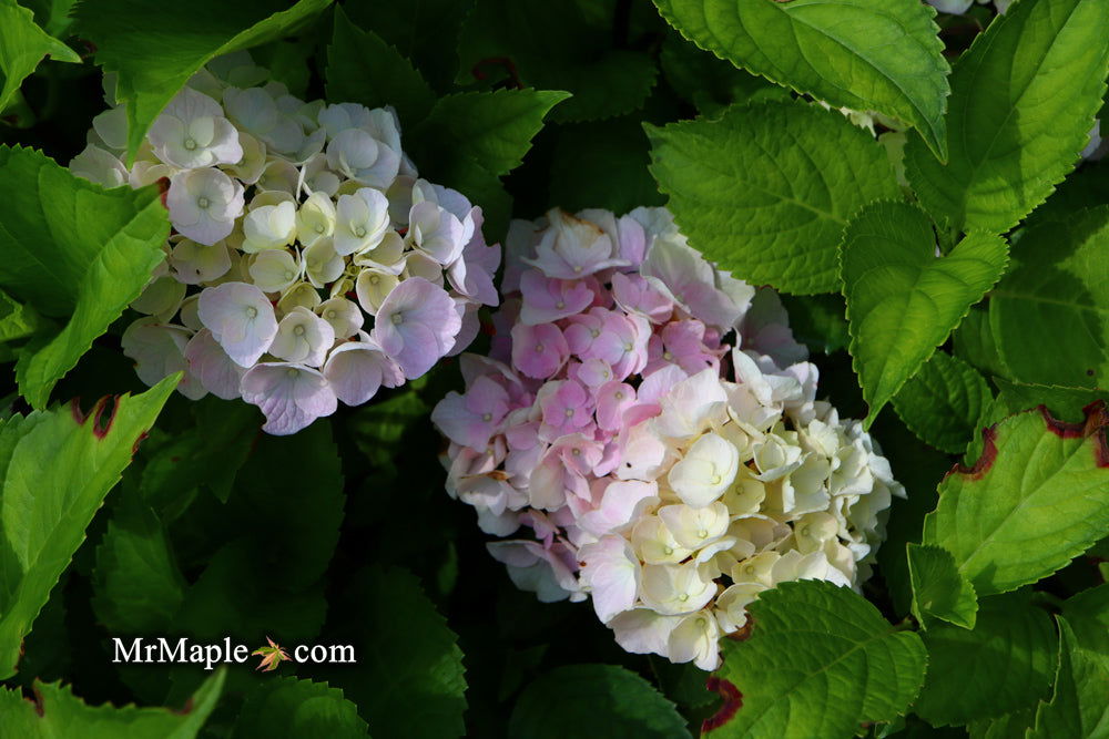 Buy Hydrangea macrophylla 'Onyx Peacock' Black Stem Hydrangea — Mr