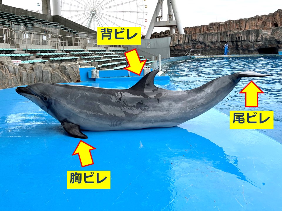 イルカページ 写真素材集 | のとじま水族館