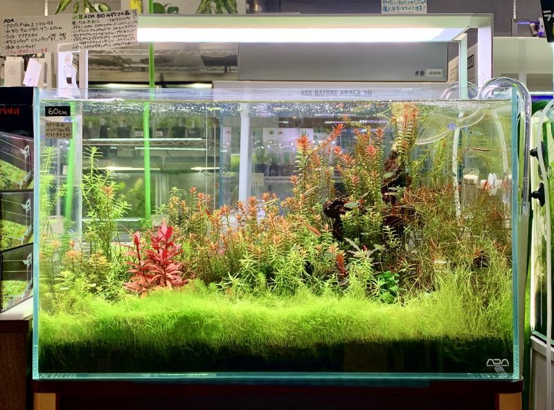 60cm水槽に有茎草やブセ - 水草・熱帯魚・熱帯植物・ネイチャー
