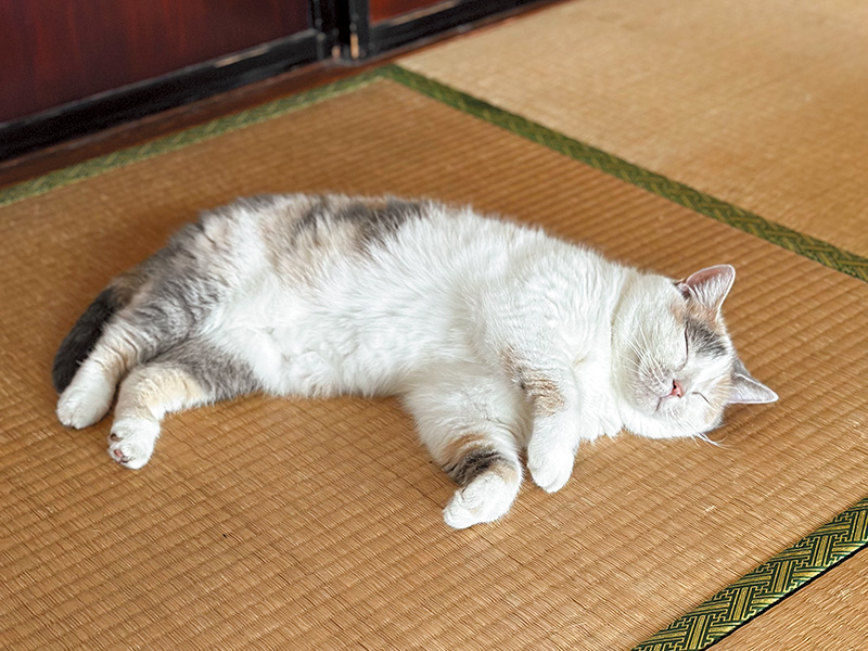 東京から富山へ！ マイペースな看板猫のねねちゃん