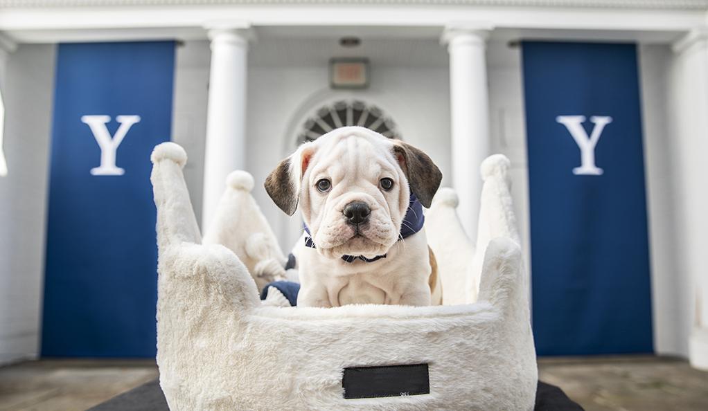 Meet Handsome Dan XIX | Yale News