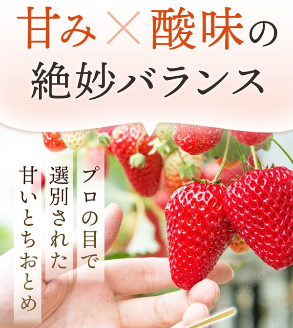 いちご 【有慶農園】 とちおとめ デラックス 3L～4L 大玉24～30粒（12